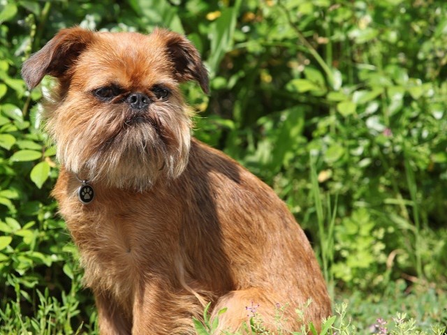 Brussels Griffon thumbnail